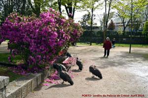 1019- Porto Jardins Palais Cristal